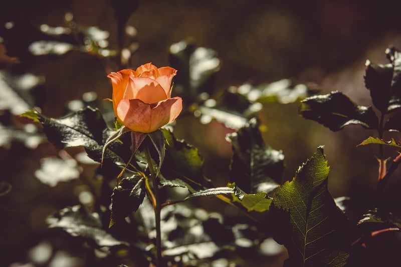 Rose Garden